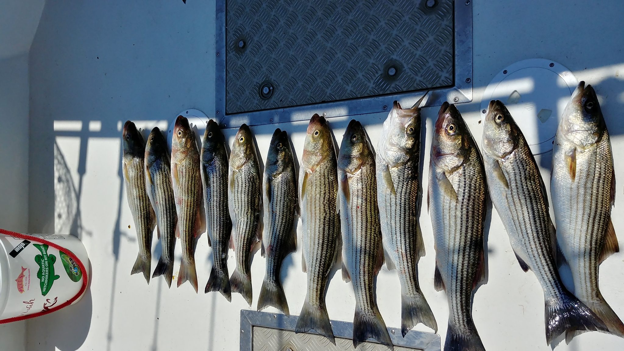 Chesapeake Bay Fishing Charter76 Rockfish Limits in 78 Charter Trips