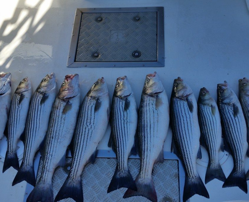 Chesapeake Bay Fishing Charters - Photo Gallery of Trophy Striped Bass