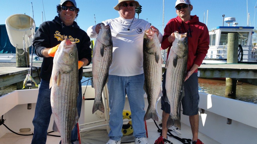 Chesapeake Bay Fishing Charters - Photo Gallery of Trophy Striped Bass