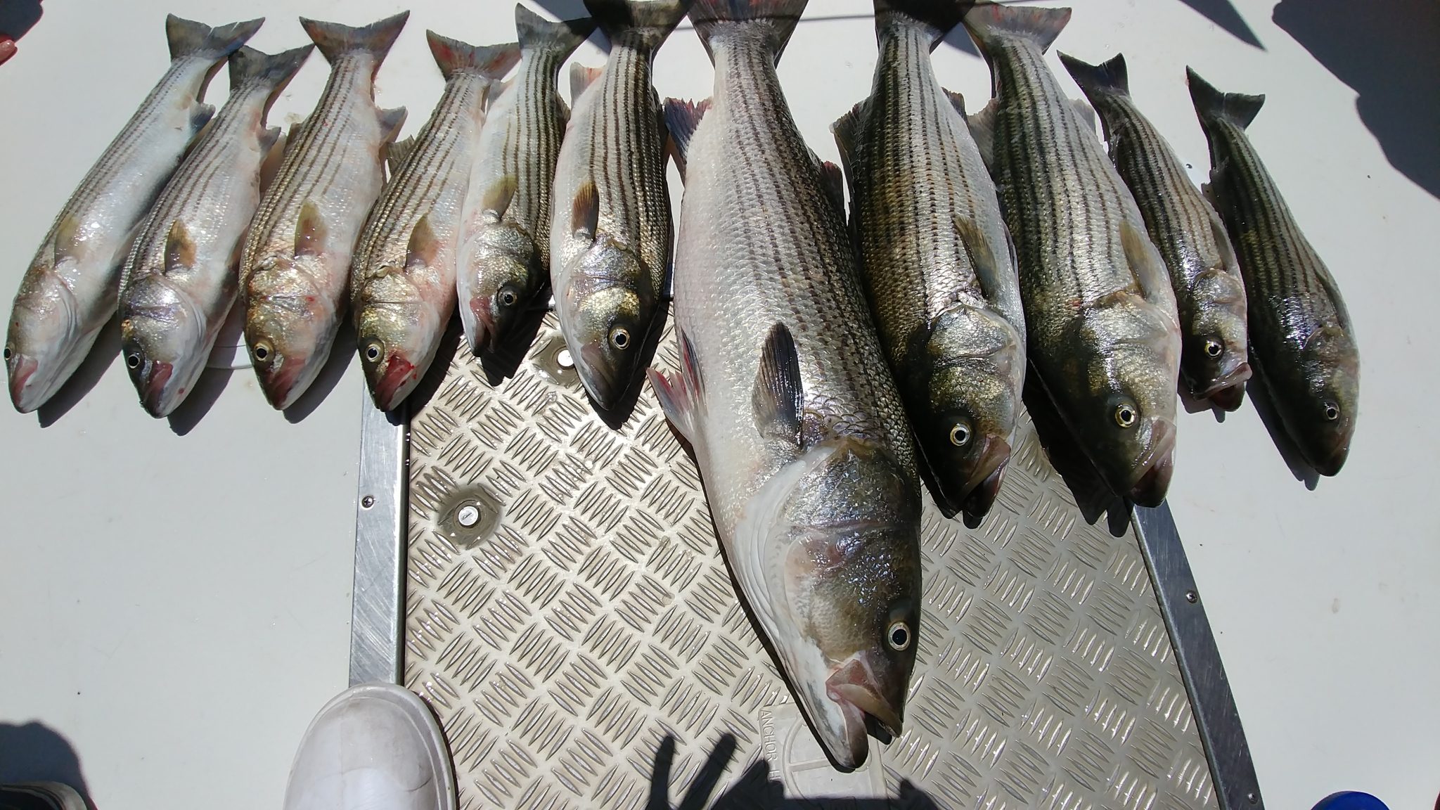 Chesapeake Bay Fishing Charter Chasing Down Chesapeake Rockfish