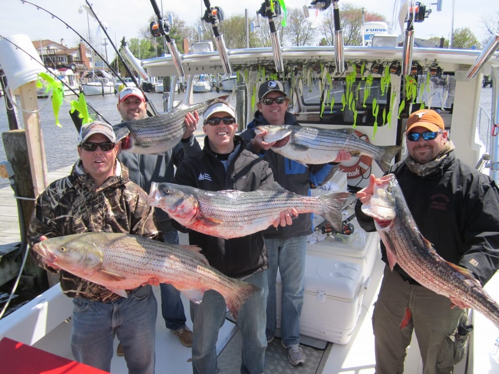 Chesapeake Bay Fishing Charter Spring Trophy Prime Morning Trips Available