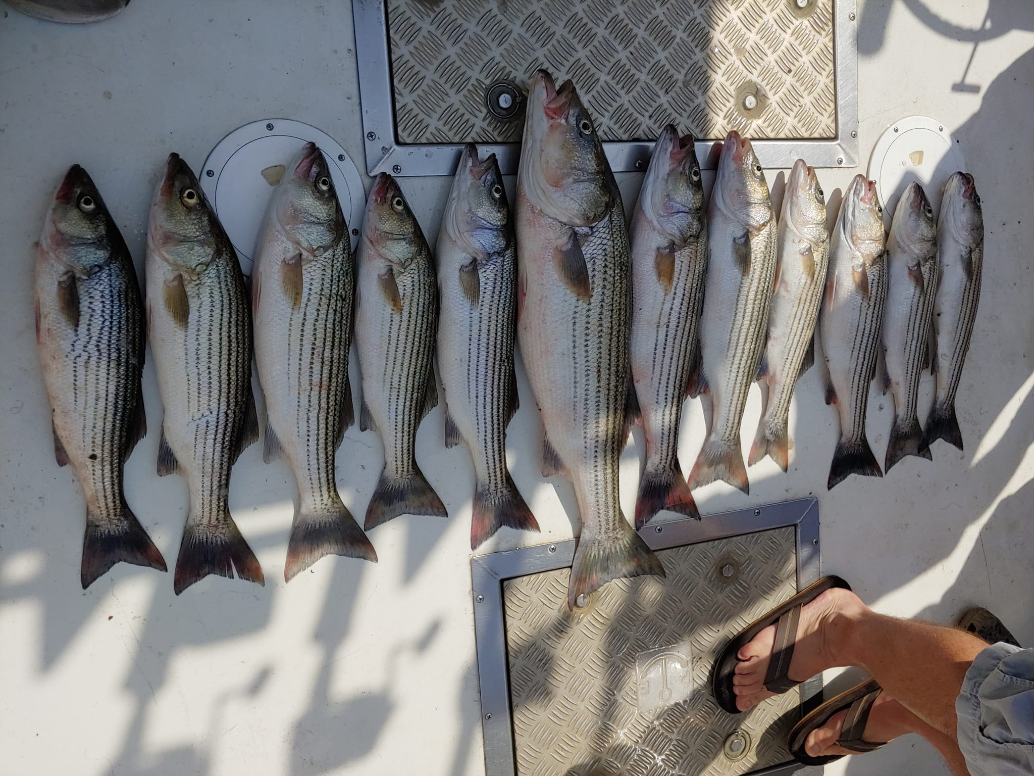 Chesapeake Bay Fishing Charter Light Tackle Fishing Out Of Annapolis