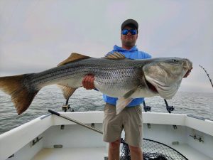 Chesapeake Striped Bass Charters Archives - Last Hurrah Charter Fishing